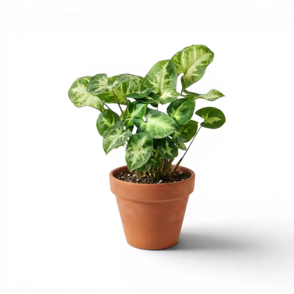 Syngonium podophyllum Pixie Nana mit kompakten pfeilförmigen Blättern