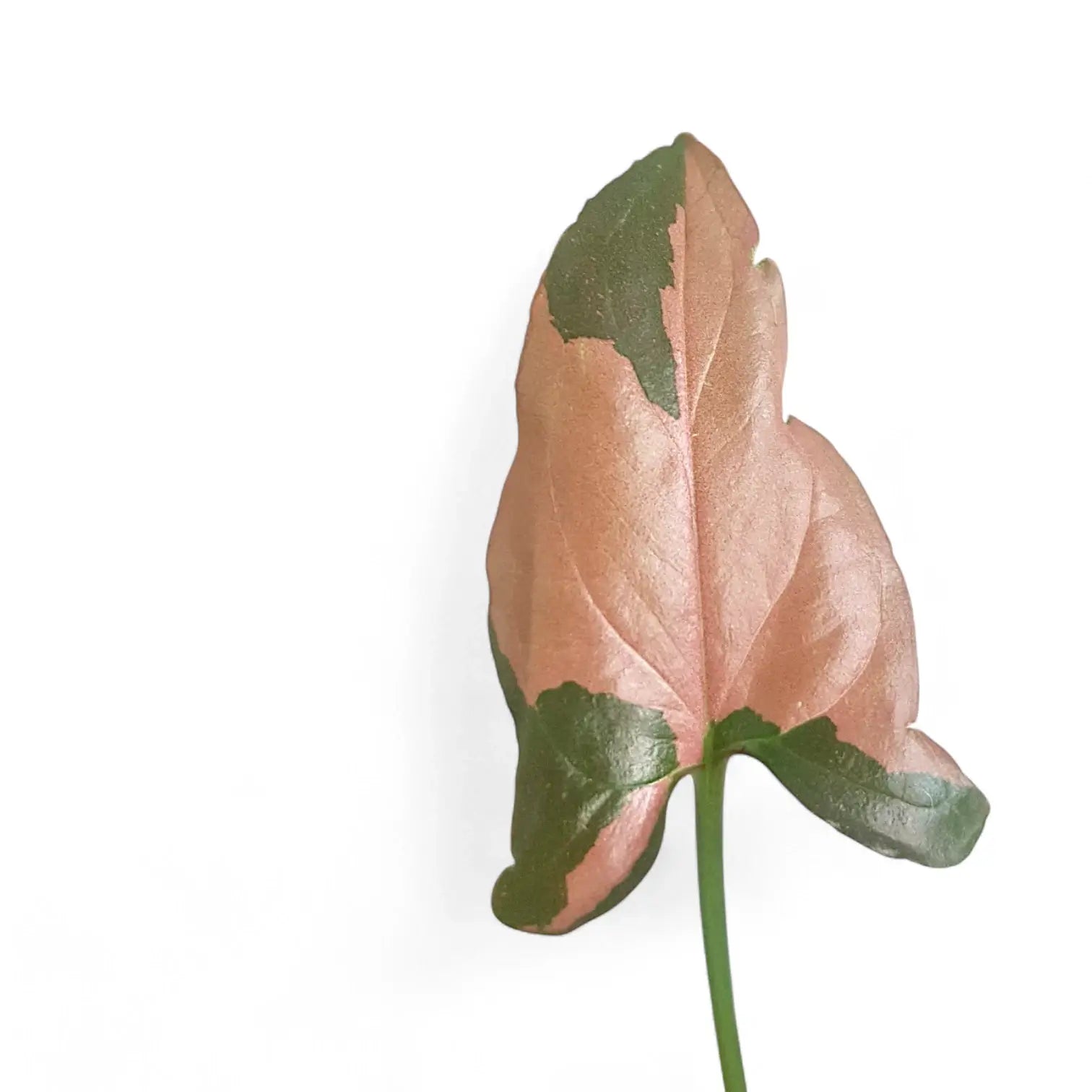 Syngonium podophyllum 'Red Spot' ('Pink splash') – Blattdetail vor weißem Hintergrund..