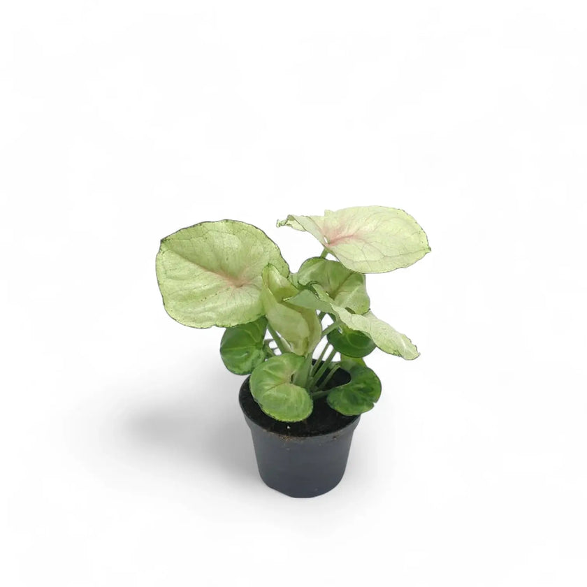 Syngonium podophyllum 'Roxanne' potted houseplant in nursery pot on white background, product photo 2.
