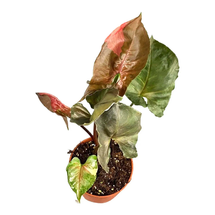 Syngonium podophyllum 'Strawberry Ice' potted houseplant in nursery pot on white background, product photo 2.