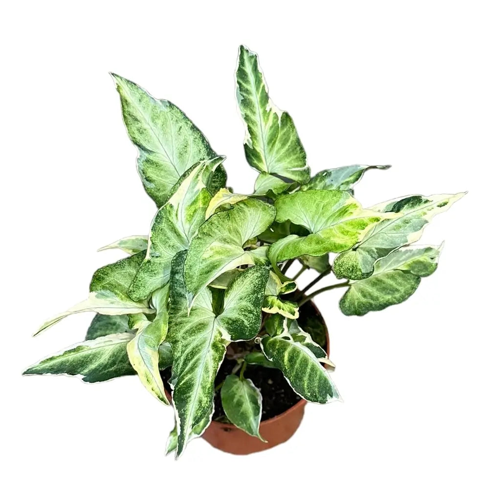 Syngonium podophyllum 'T25' potted houseplant in nursery pot on white background, product photo 2.