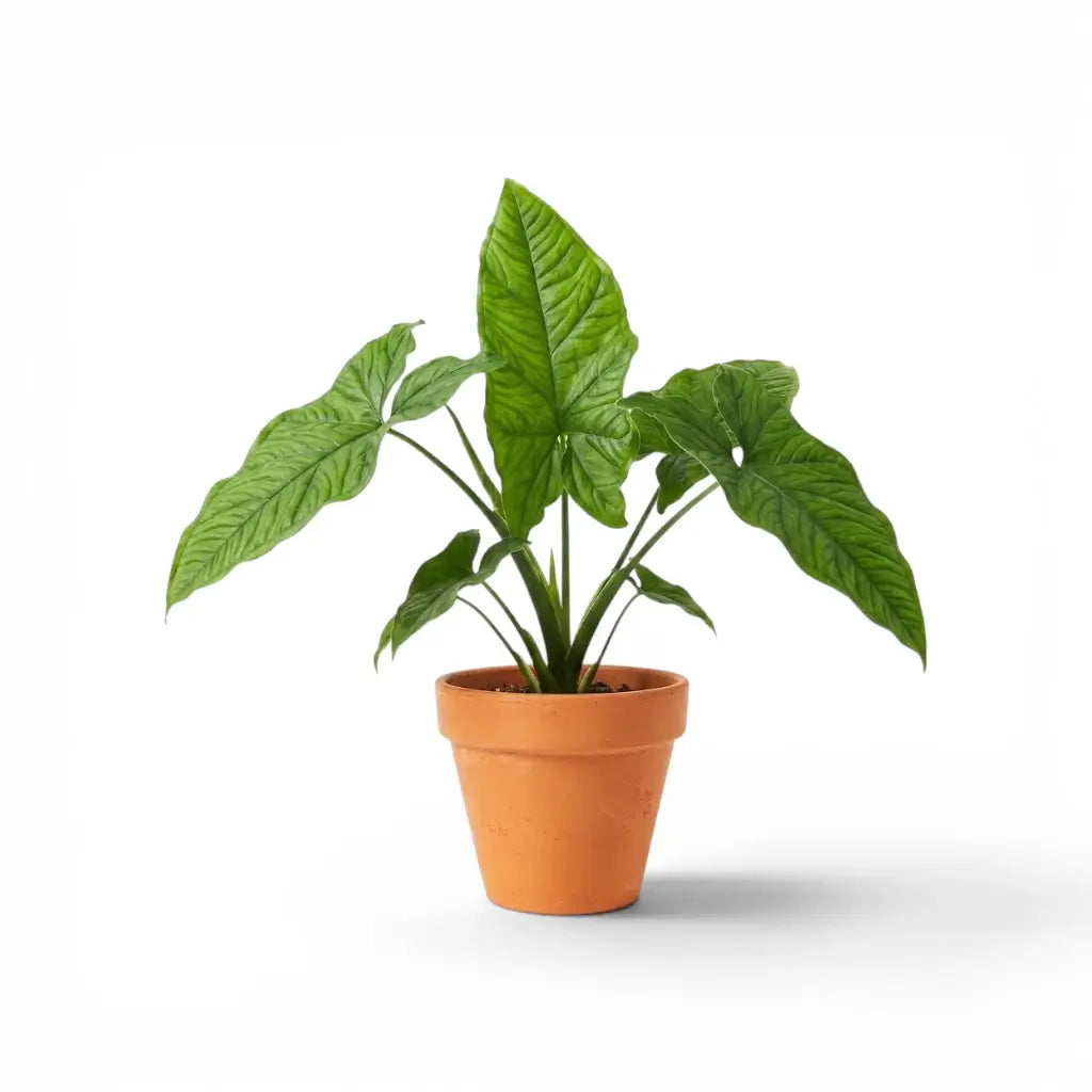 Syngonium steyermarkii mit eingeschnittenen reifen Blättern und kräftiger Aderung
