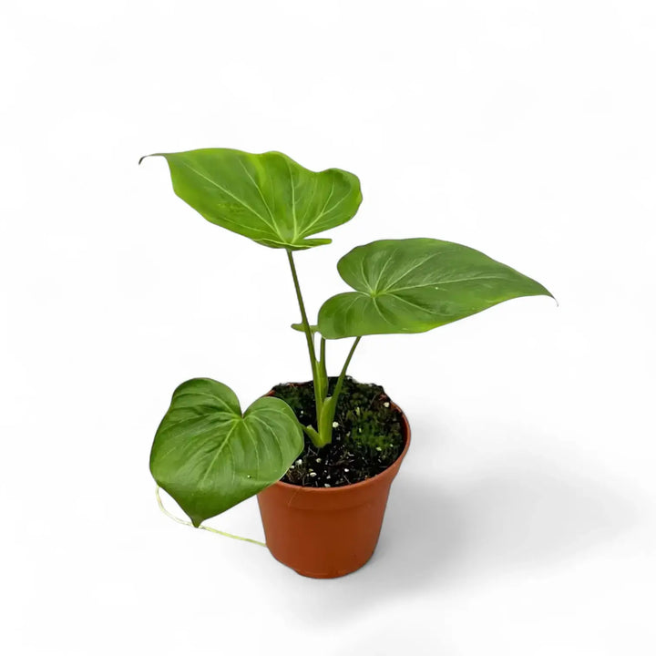 Thaumatophyllum 'African fantasy' ('Philodendron Angela') Zimmerpflanze im Anzuchttopf vor weißem Hintergrund, Produktfoto 2.