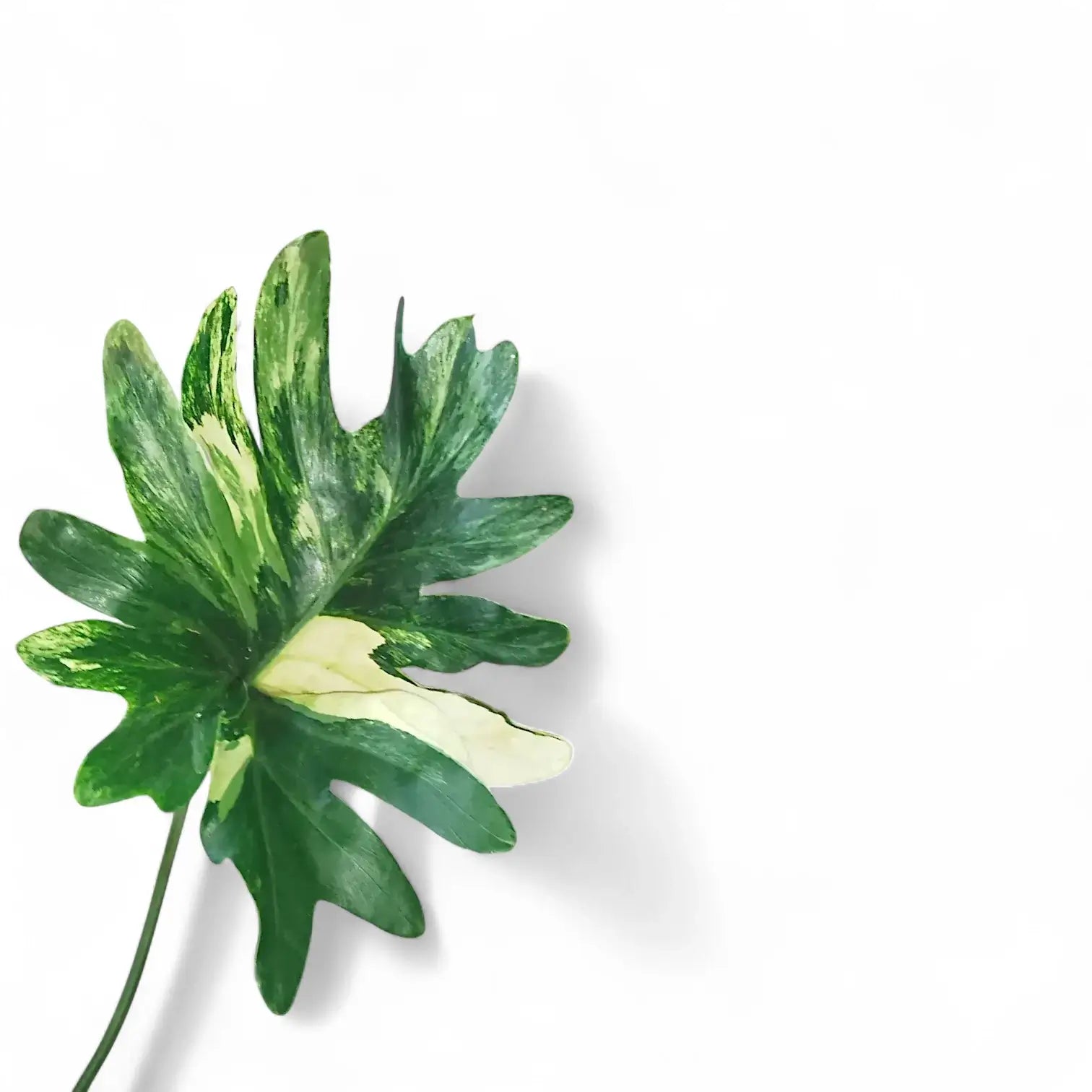 Thaumatophyllum bipinnatifidum variegata Zimmerpflanze im Anzuchttopf vor weißem Hintergrund, Produktfoto 3.