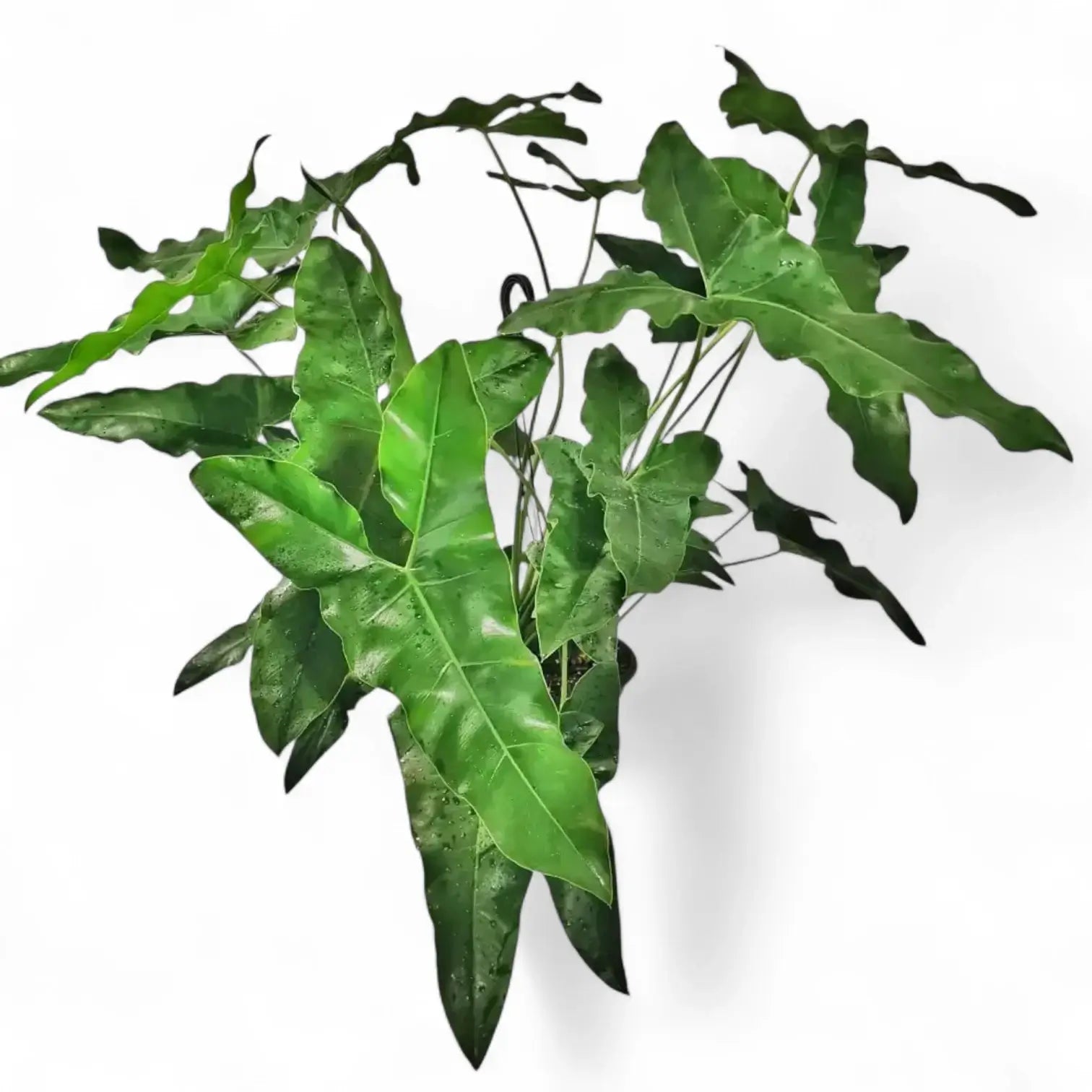 Thaumatophyllum stenolobum Zimmerpflanze im Anzuchttopf vor weißem Hintergrund, Produktfoto 6.