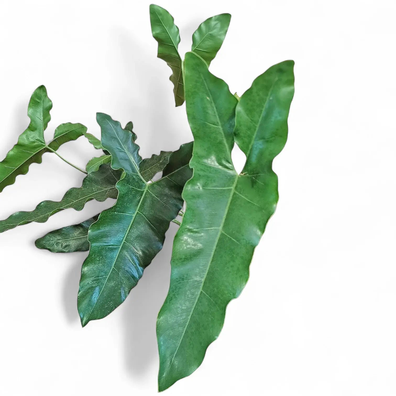 Thaumatophyllum stenolobum Zimmerpflanze im Anzuchttopf vor weißem Hintergrund, Produktfoto 8.