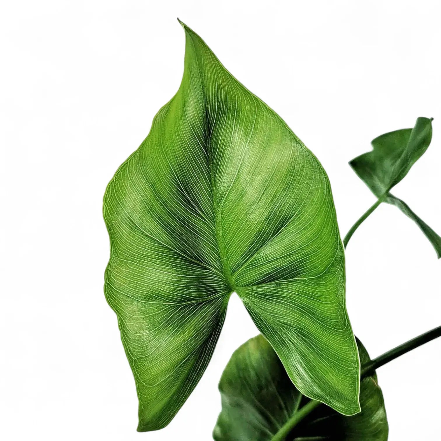 Thaumatophyllum tweedieanum – Blattdetail vor weißem Hintergrund..