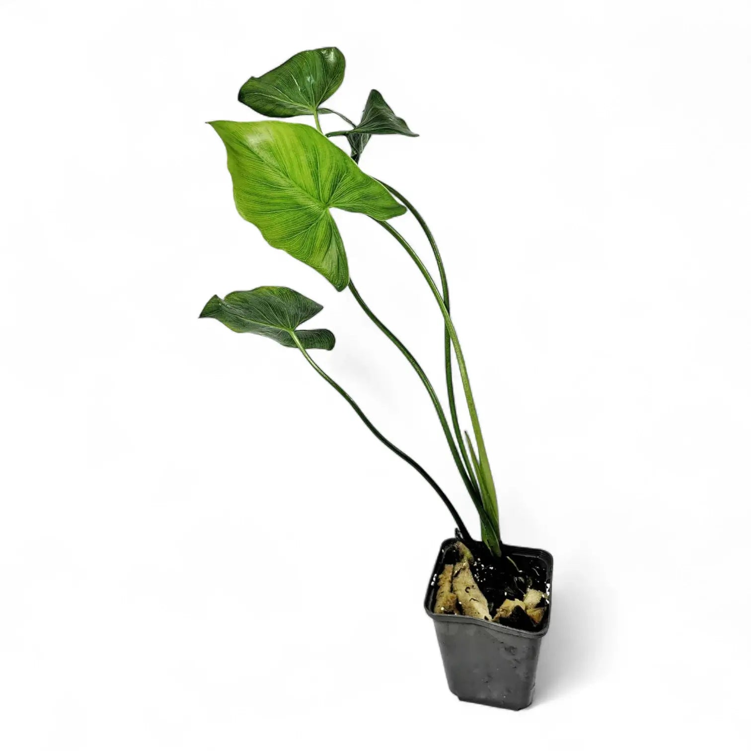 Thaumatophyllum tweedieanum Zimmerpflanze im Anzuchttopf vor weißem Hintergrund, Produktfoto 4.