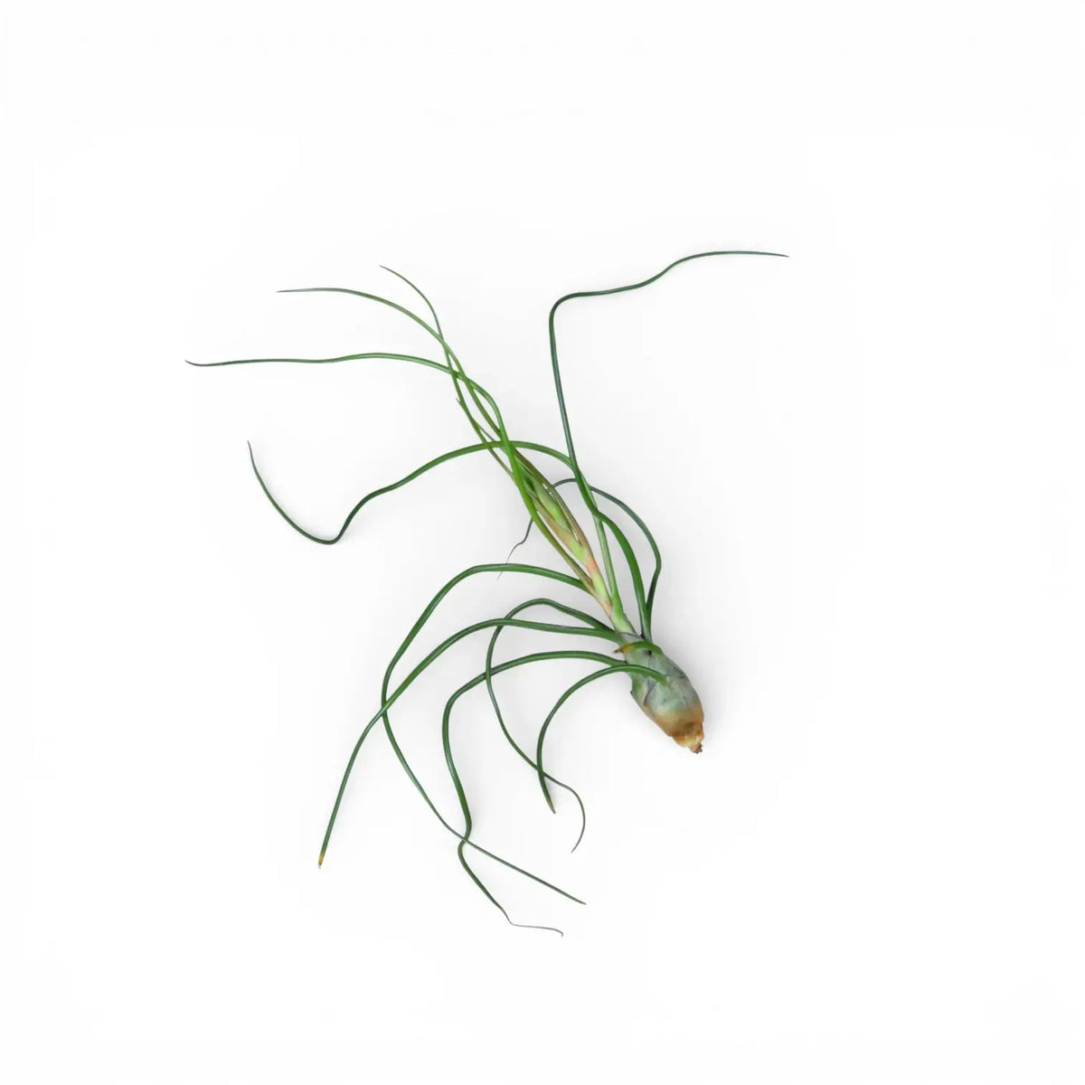 bulbosa air plant care Tillandsia bulbosa – Twisted Bulbous Air Plant