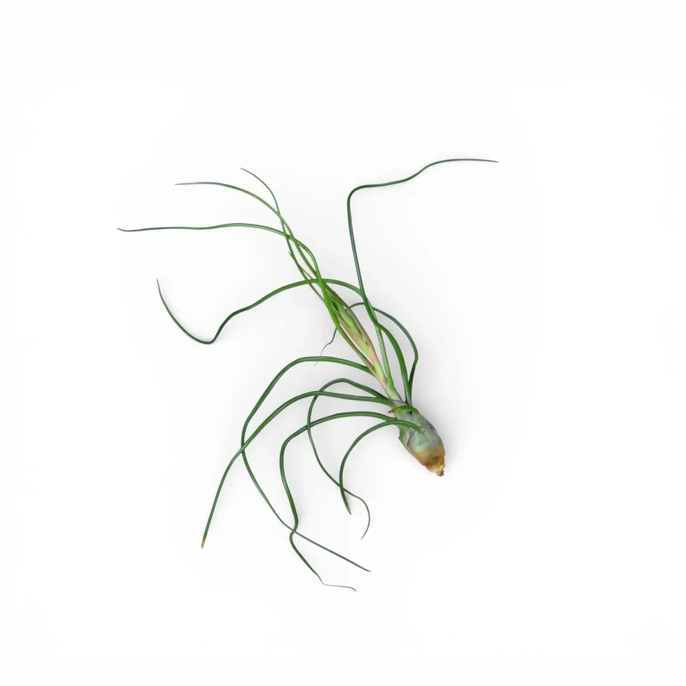 Tillandsia bulbosa