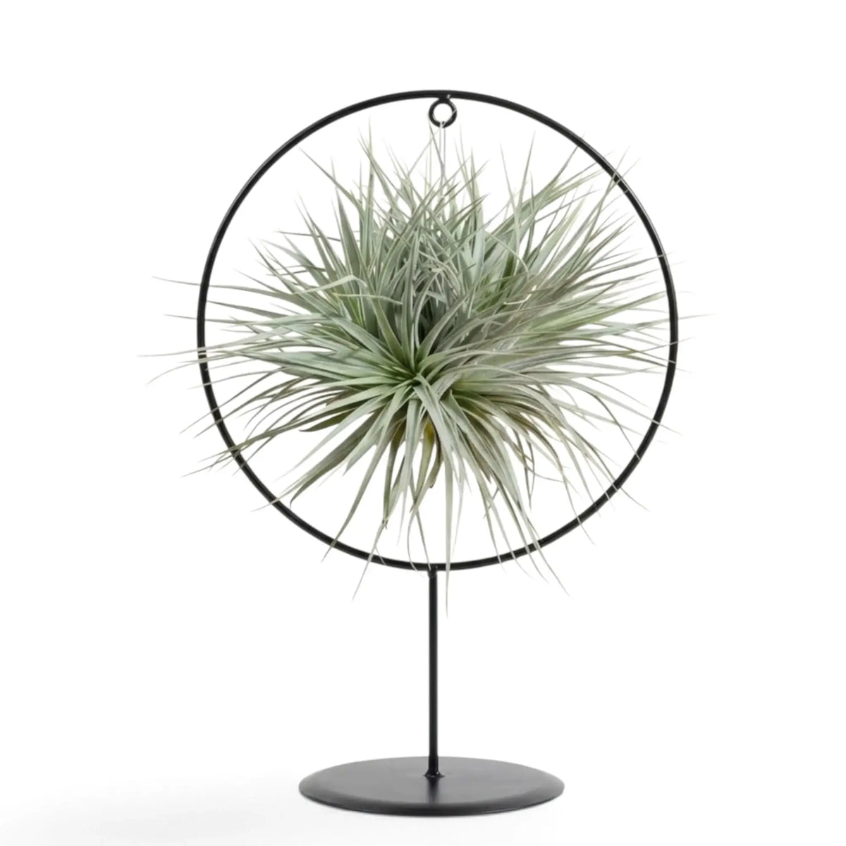 Tillandsia ionantha mit kompakten graugrünen Rosetten, die in einer runden schwarzen Halterung hängen
