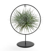 Tillandsia ionantha, eine Luftpflanze, in einer freistehenden runden Halterung aus schwarzem Metall