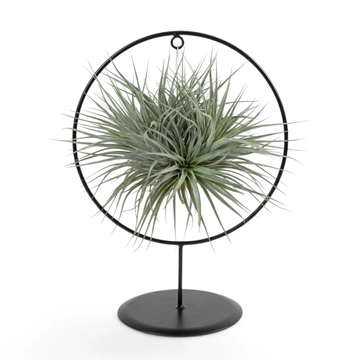 Tillandsia ionantha, eine Luftpflanze, in einer freistehenden runden Halterung aus schwarzem Metall