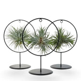 Tillandsia ionantha, eine Luftpflanze, mit mehreren übereinander angeordneten Rosetten in einer runden Metallhalterung