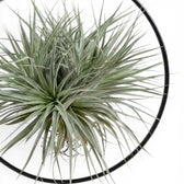 Nahaufnahme graugrüner Rosetten von Tillandsia ionantha in einer runden schwarzen Halterung