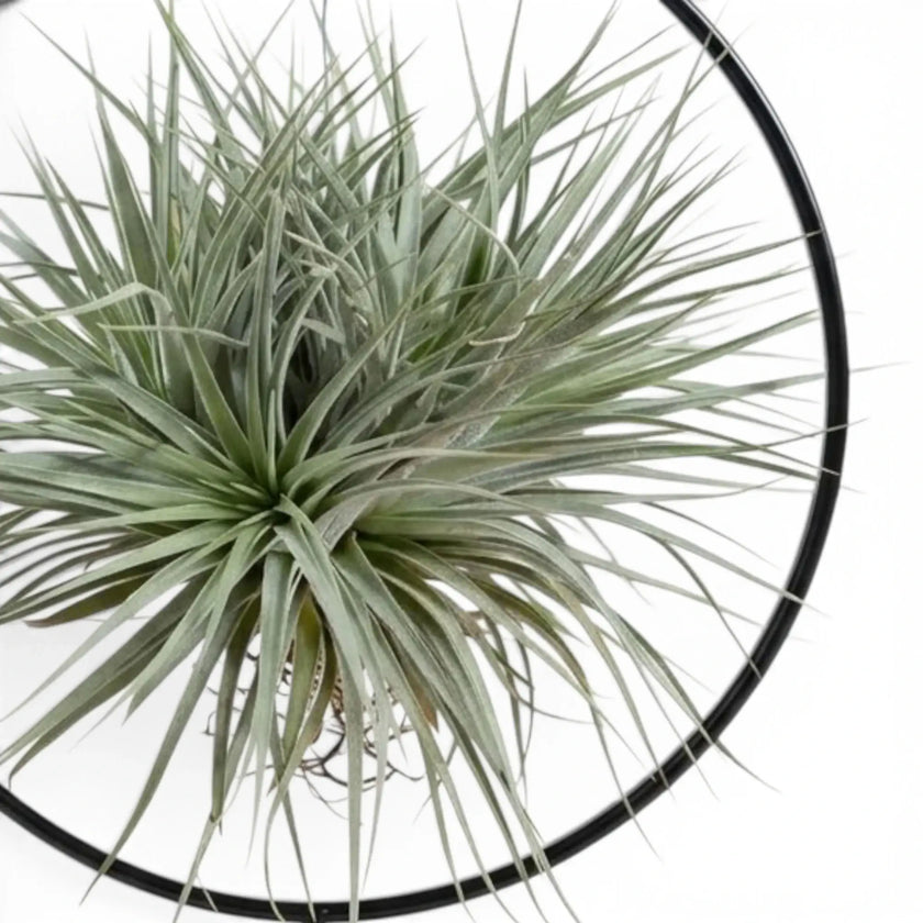 Nahaufnahme graugrüner Rosetten von Tillandsia ionantha in einer runden schwarzen Halterung