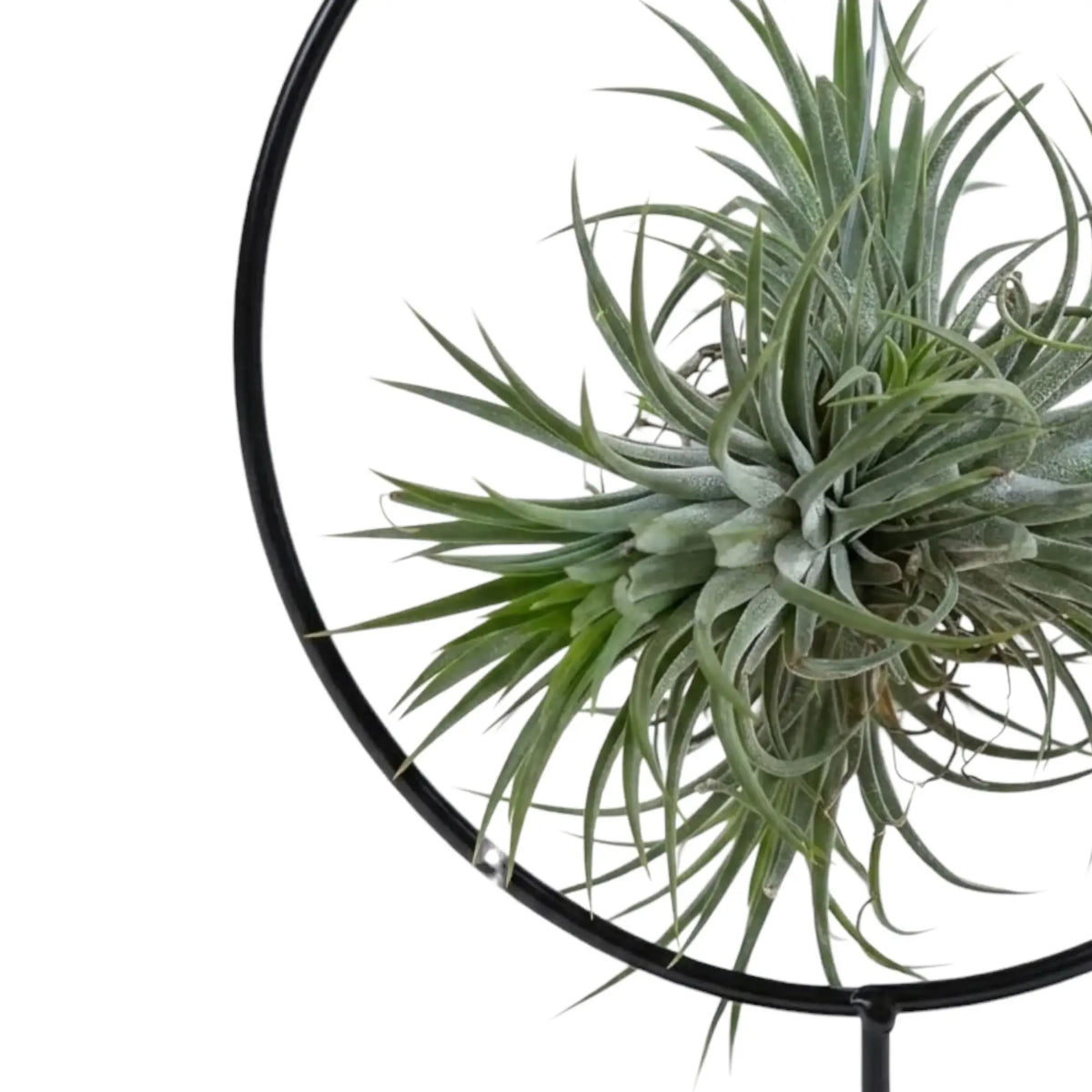 Nahaufnahme von Tillandsia ionantha mit schmalen silbrig-grünen Blättern in einer schwarzen Metallhalterung