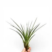 Tillandsia tricolor