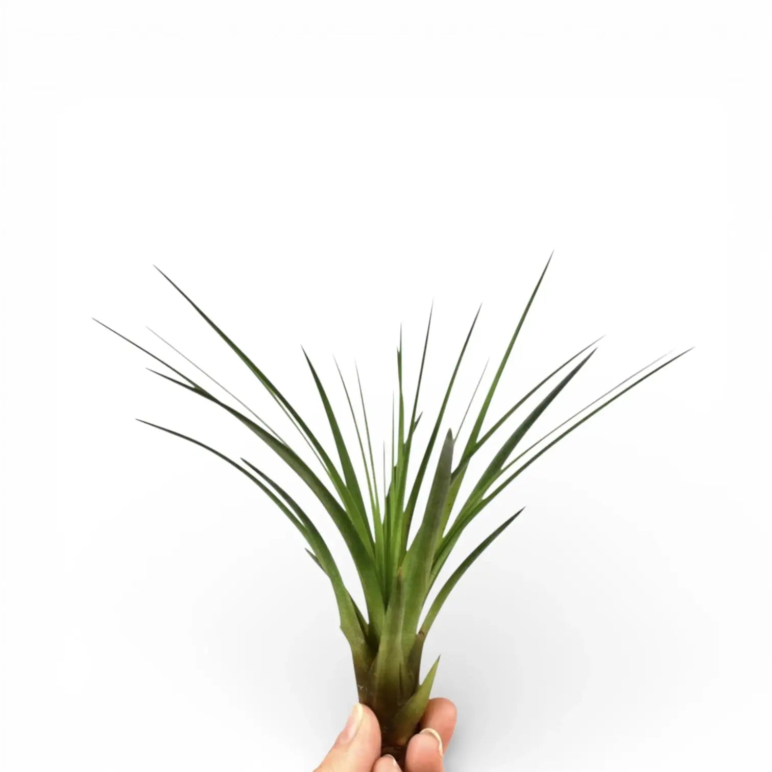 Tillandsia tricolor