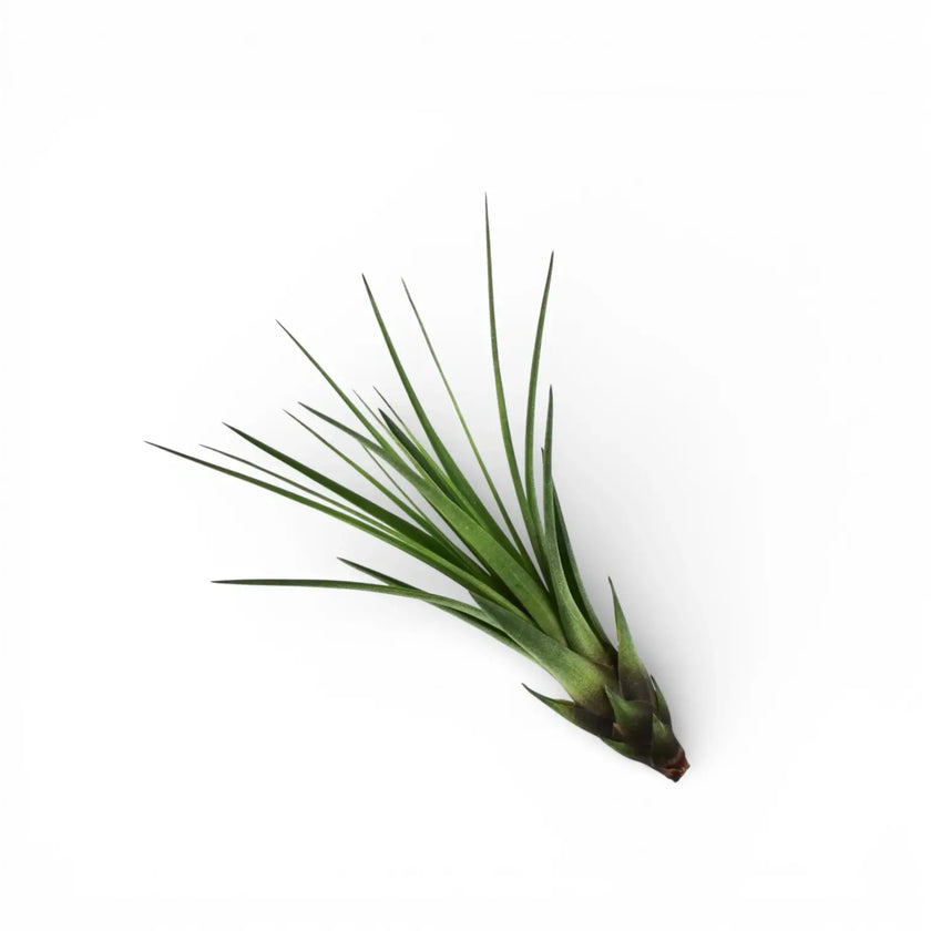 Tillandsia tricolor