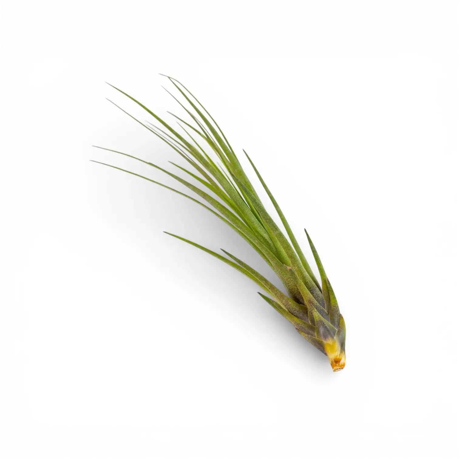 Tillandsia tricolor
