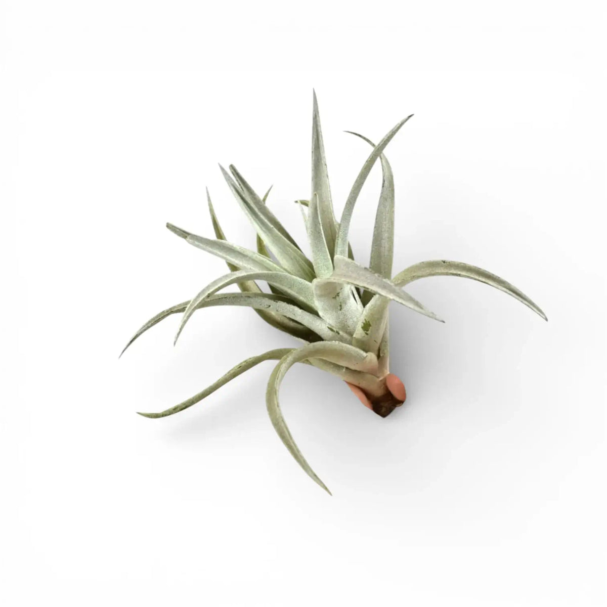 Tillandsia harrisii – Silver Air Plant for Bright Displays