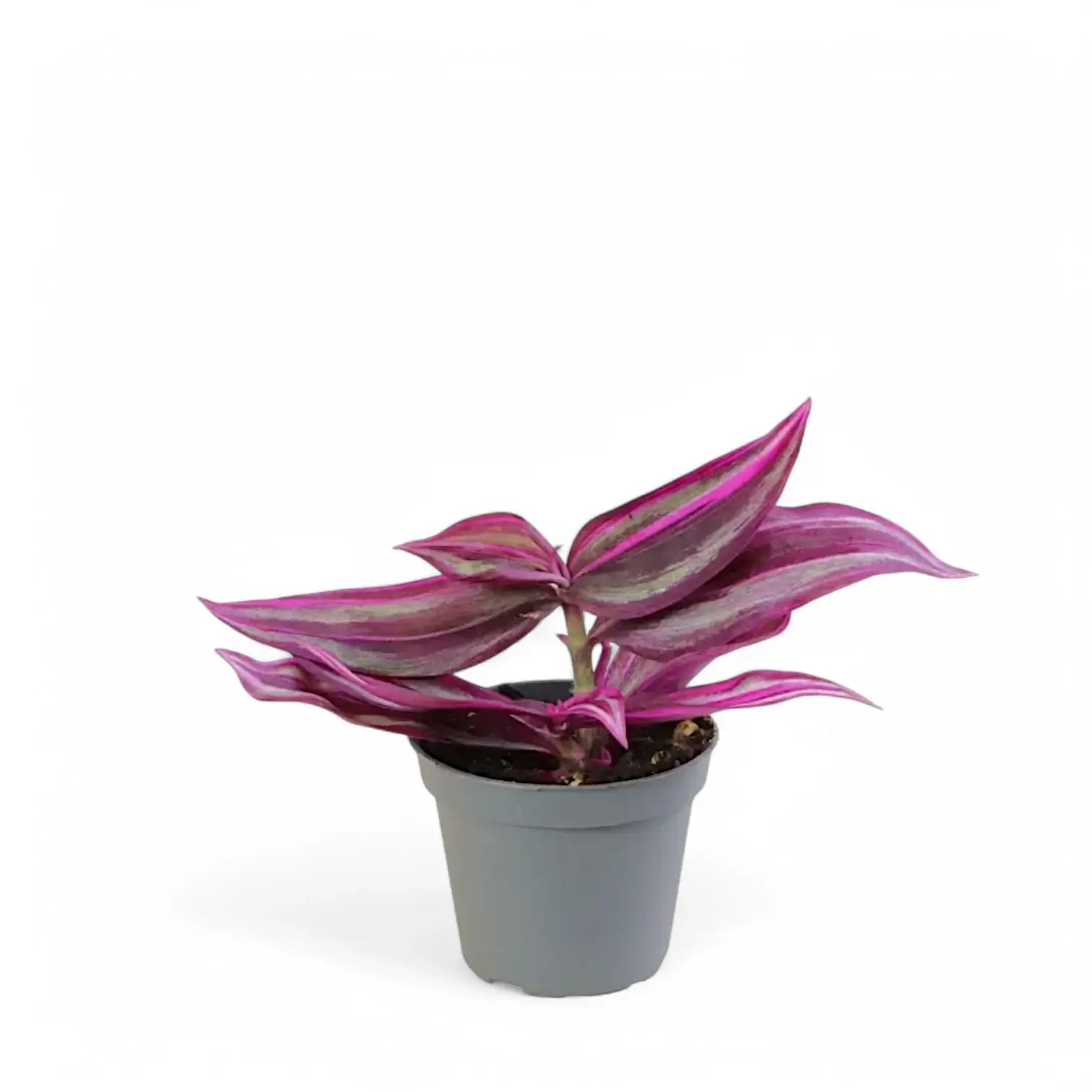 Tradescantia pallida ‘Pink Stripe’ Zimmerpflanze im Anzuchttopf vor weißem Hintergrund, Produktfoto 2.