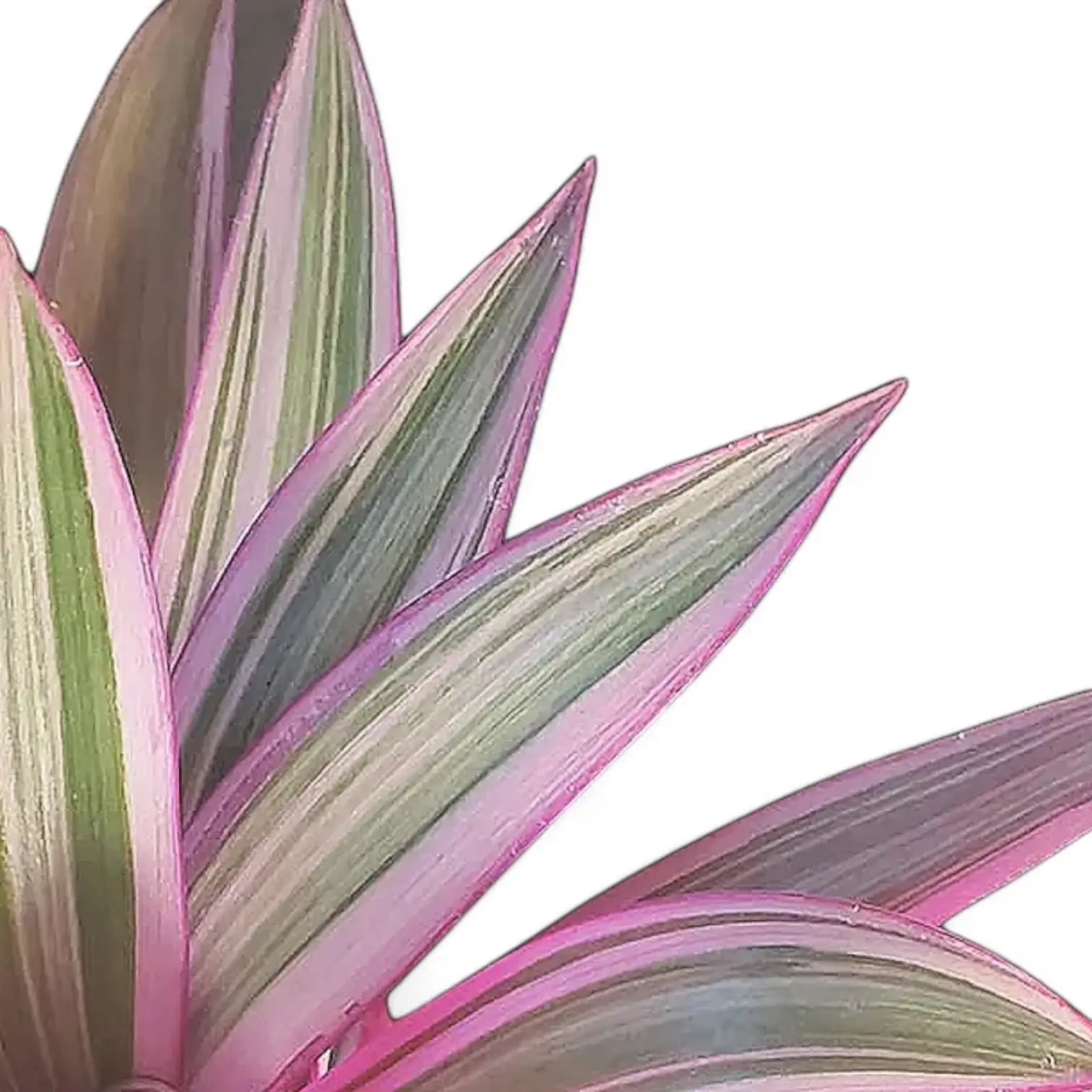 Tradescantia spathacea 'Sitara' aka 'Tricolor' leaf close-up on white background.