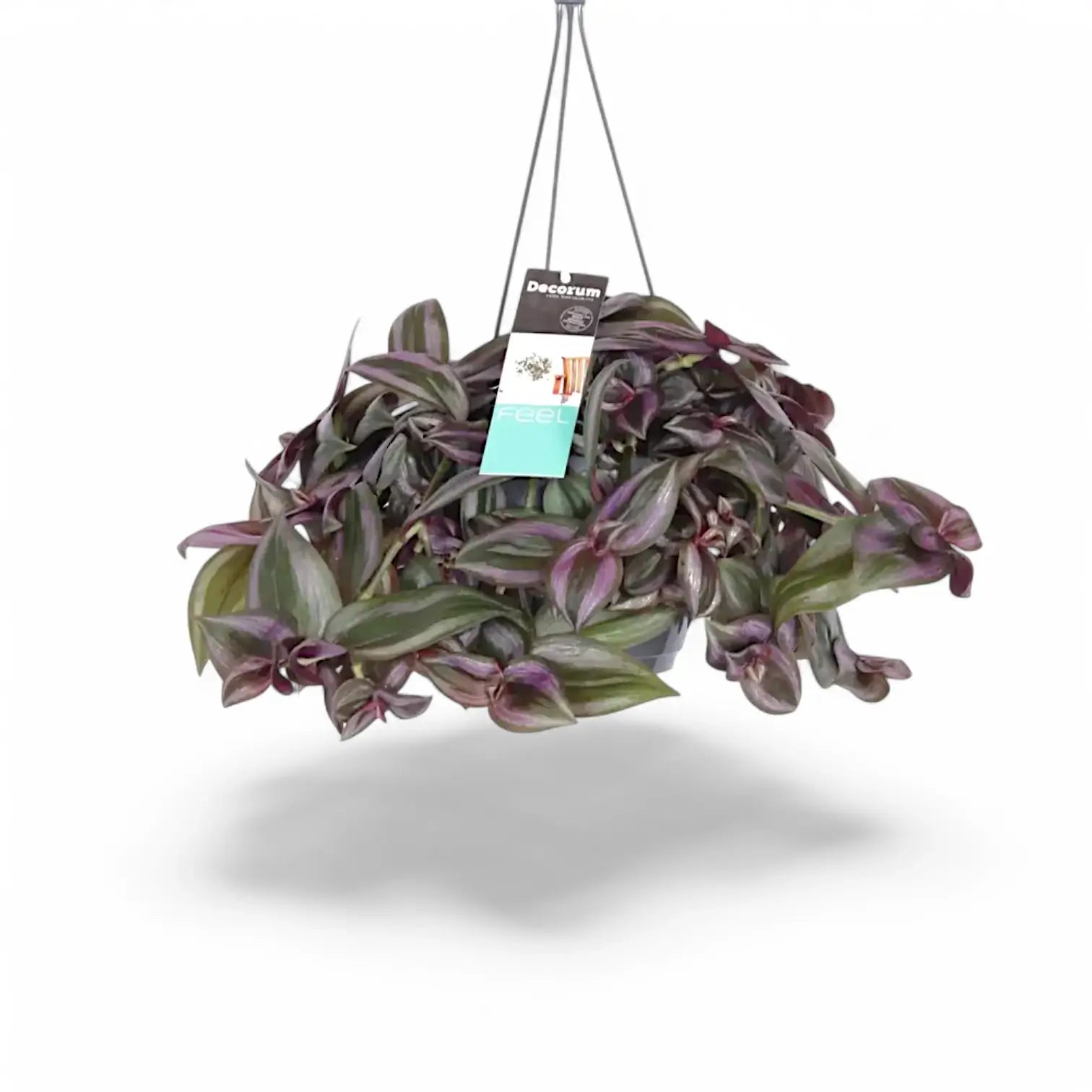 Tradescantia zebrina ‘Little Hill’ Zimmerpflanze im Anzuchttopf vor weißem Hintergrund, Produktfoto 2.