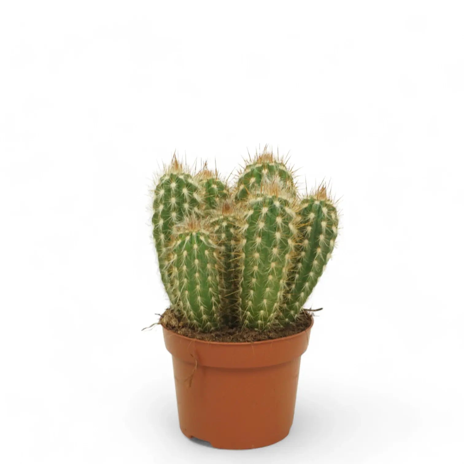 Xiquexique gounellei subsp. gounellei potted houseplant in nursery pot on white background, product photo 2.