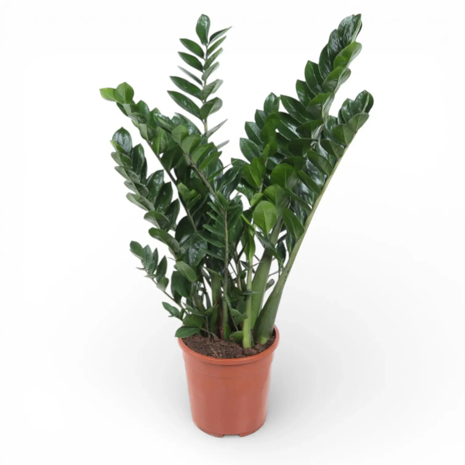 Zamioculcas zamiifolia potted houseplant in nursery pot on white background, product photo 5.