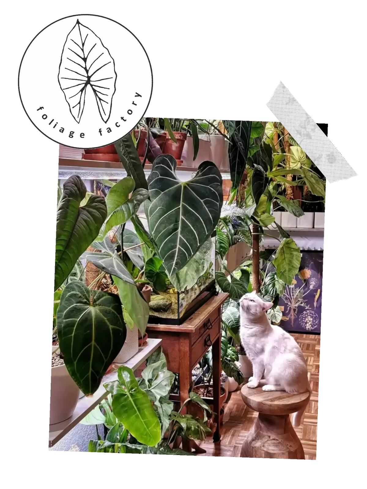 Decorative image