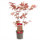 Acer palmatum 'Atropurpureum' close-up detail.