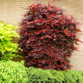 Acer palmatum 'Atropurpureum' detail shot.