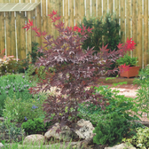 Acer palmatum 'Atropurpureum' plant detail.