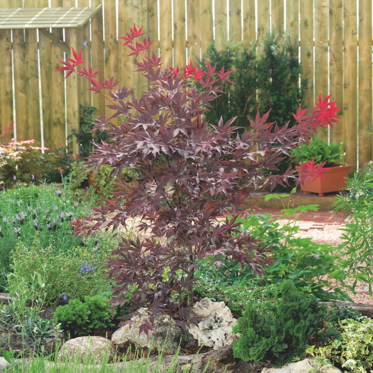 Acer palmatum 'Atropurpureum' plant detail.