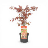 Acer palmatum 'Atropurpureum' size L plant.
