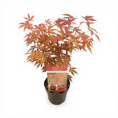 Acer palmatum 'Atropurpureum' size M plant.