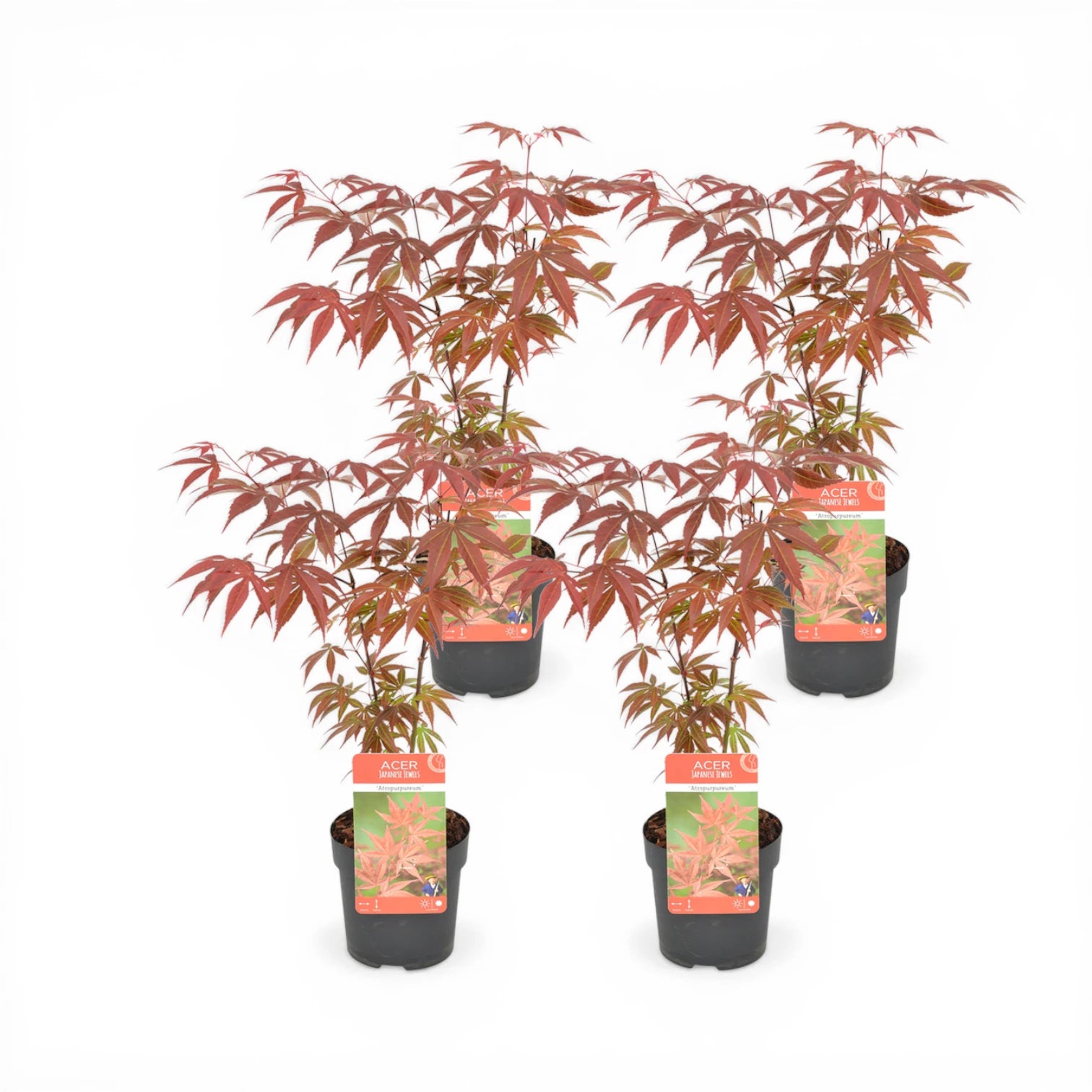 Acer palmatum 'Atropurpureum' size S plant.