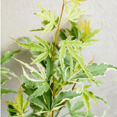 Acer palmatum 'Butterfly' close-up detail.
