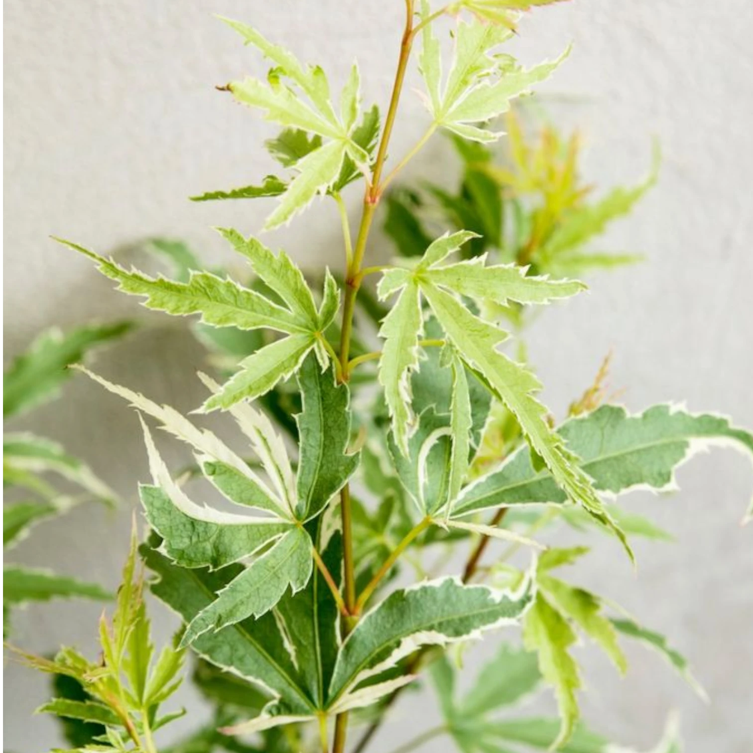 Acer palmatum 'Butterfly' close-up detail.