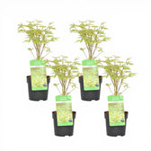 Acer palmatum 'Butterfly' size S plant.