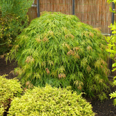Acer palmatum 'Dissectum' detail shot.