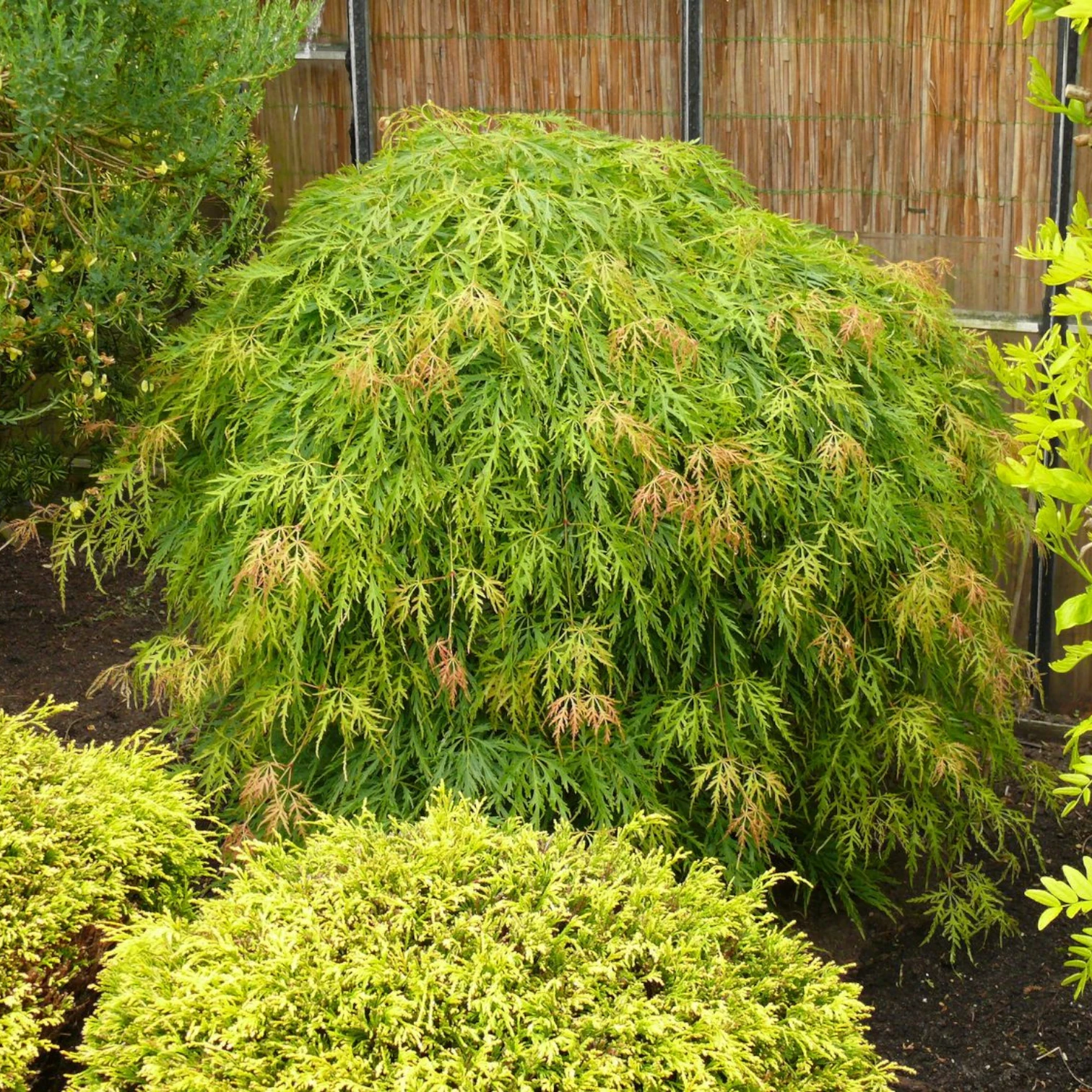 Acer palmatum 'Dissectum' detail shot.