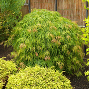 Acer palmatum 'Dissectum' detail shot.