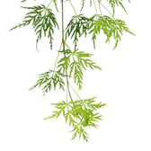 Acer palmatum 'Dissectum' close-up detail.