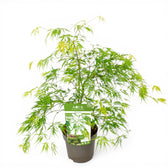 Acer palmatum 'Dissectum' plant detail.