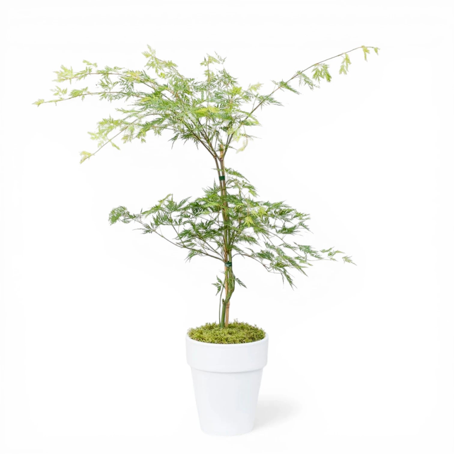 Acer palmatum 'Emerald Lace' plant detail.