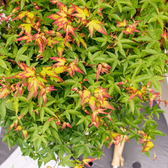 Acer palmatum 'Little Princess' detail shot.