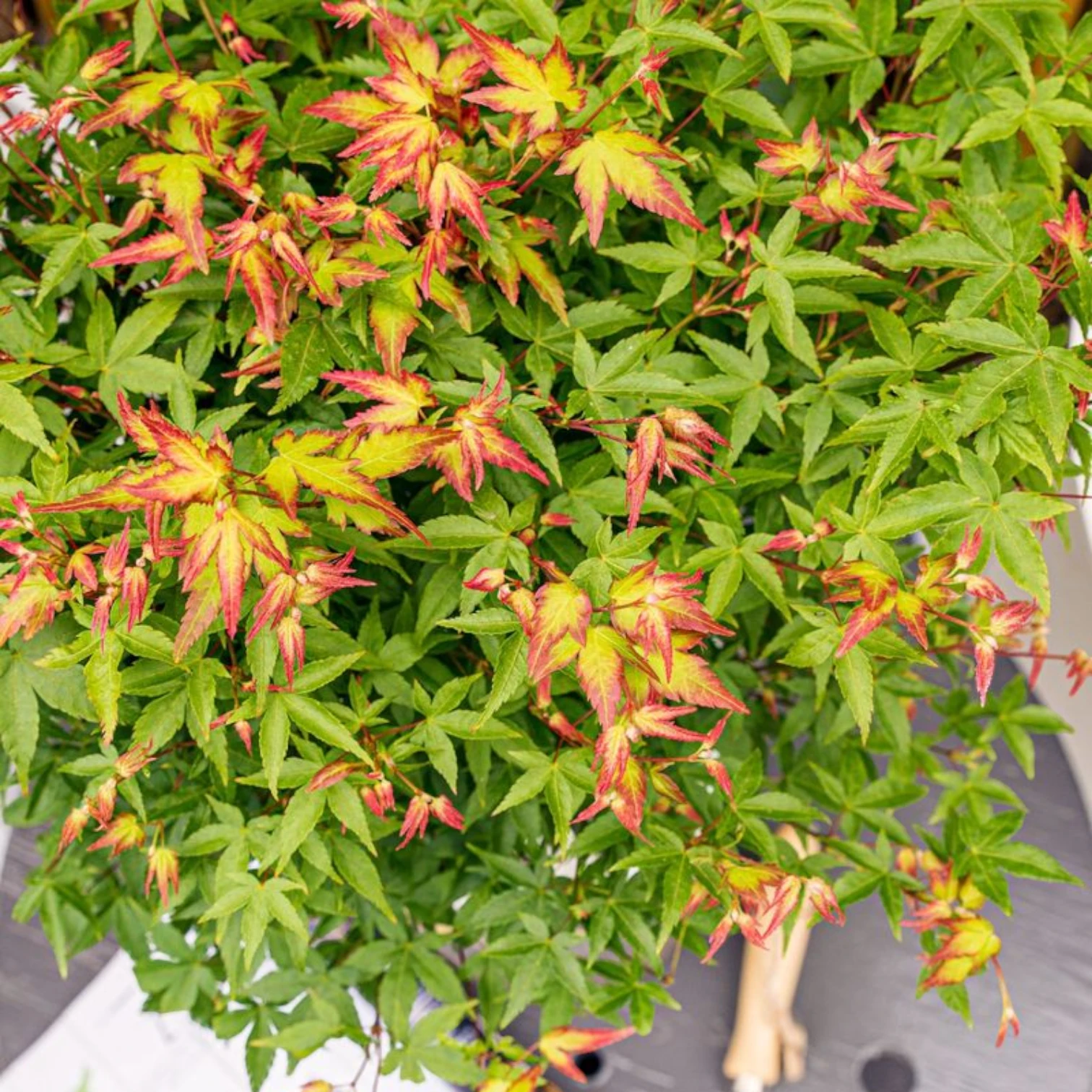 Acer palmatum 'Little Princess' detail shot.